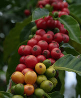 KA'U DARKWOOD | 100% KA'U COFFEE