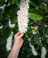 KONA BLOOM | MEDIUM ROAST KONA COFFEE