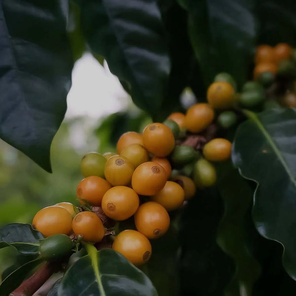 ケン坊 コナコーヒー　2袋 100% KONA COFFEE | Big Island Coffee Roasters