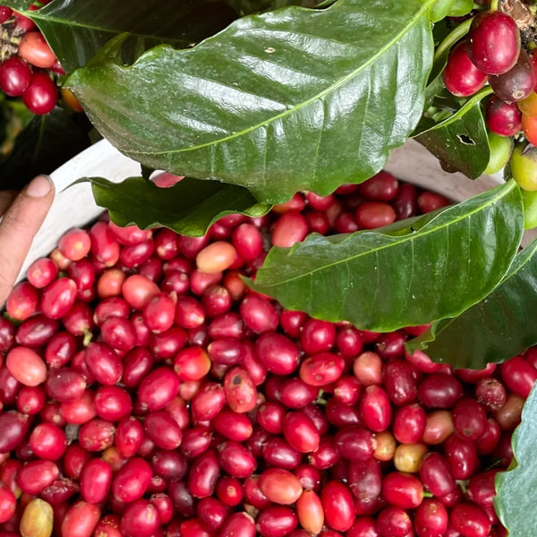 100% KONA COFFEE | Big Island Coffee Roasters 100% KONA COFFEE | Big Island Coffee Roasters